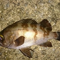 メバリング開幕